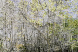 MATTHEW SWARTS  DSC00238 1C