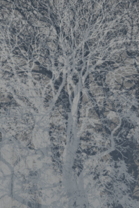 MATTHEW SWARTS  DSC00426 1A