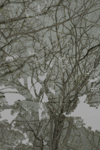 MATTHEW SWARTS BRANCHES DSC00116 1A2B COPY