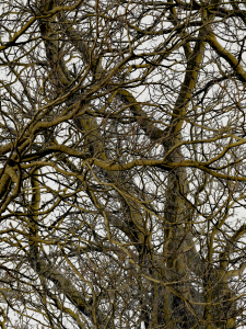 MATTHEW SWARTS BRANCHES IMG 6156 1A2 1A2