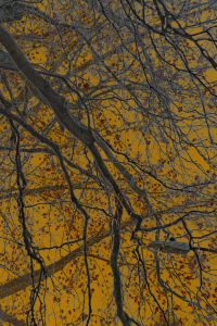 DSC5016 1C