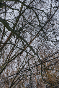 DSC5022 1A