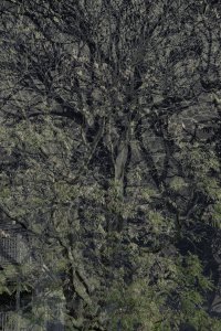 DSC00426 1B