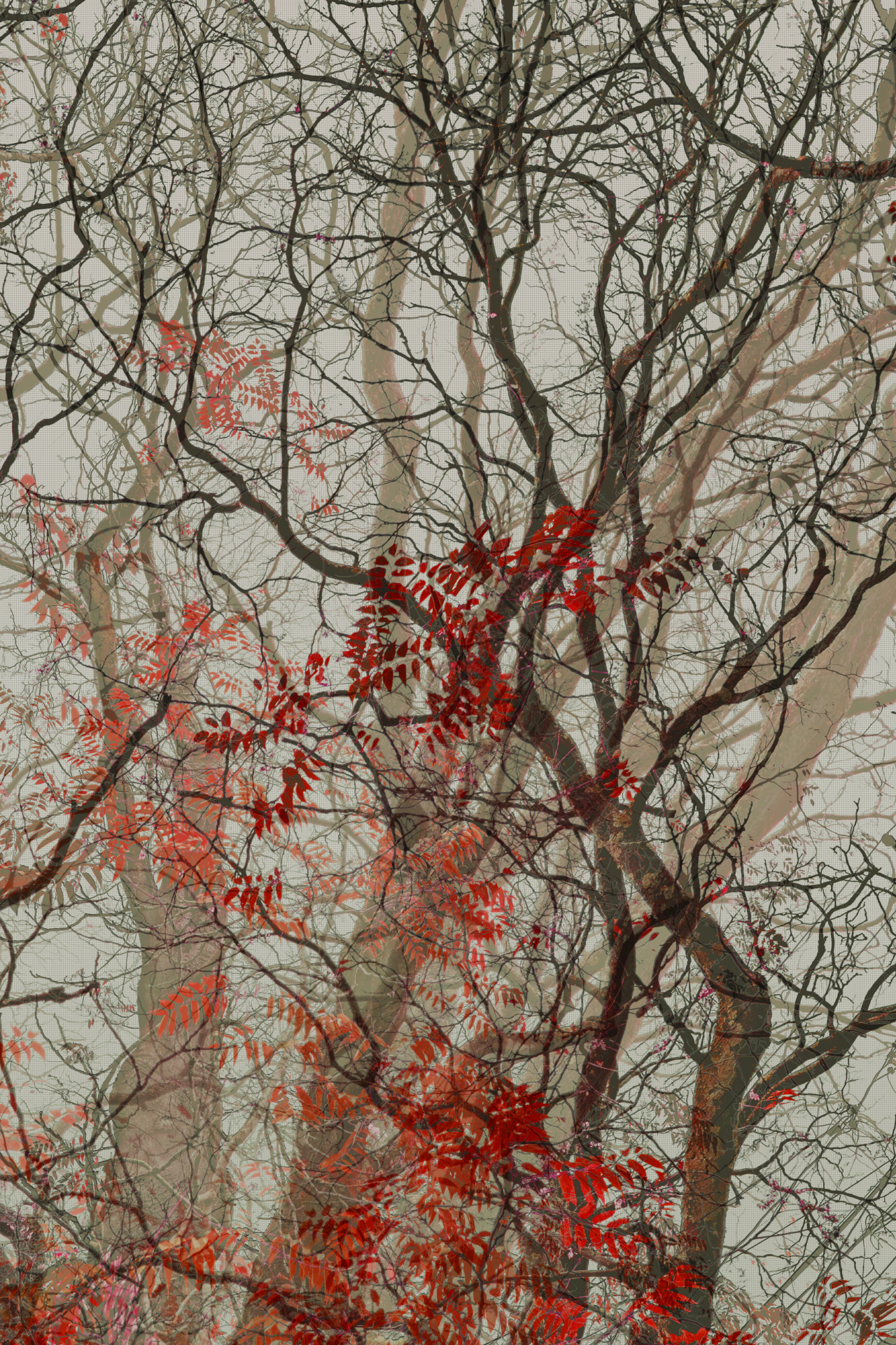 DSC00591 1A 4A