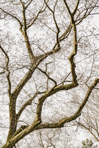 DSC00927 1A