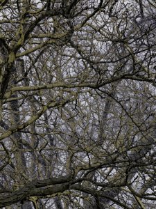 IMG 8362 1C