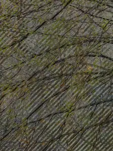 IMG 3497 1DC 1B