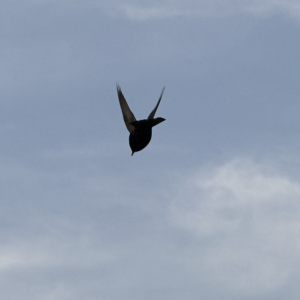 MATTHEW SWARTS MARACAIBO 2024