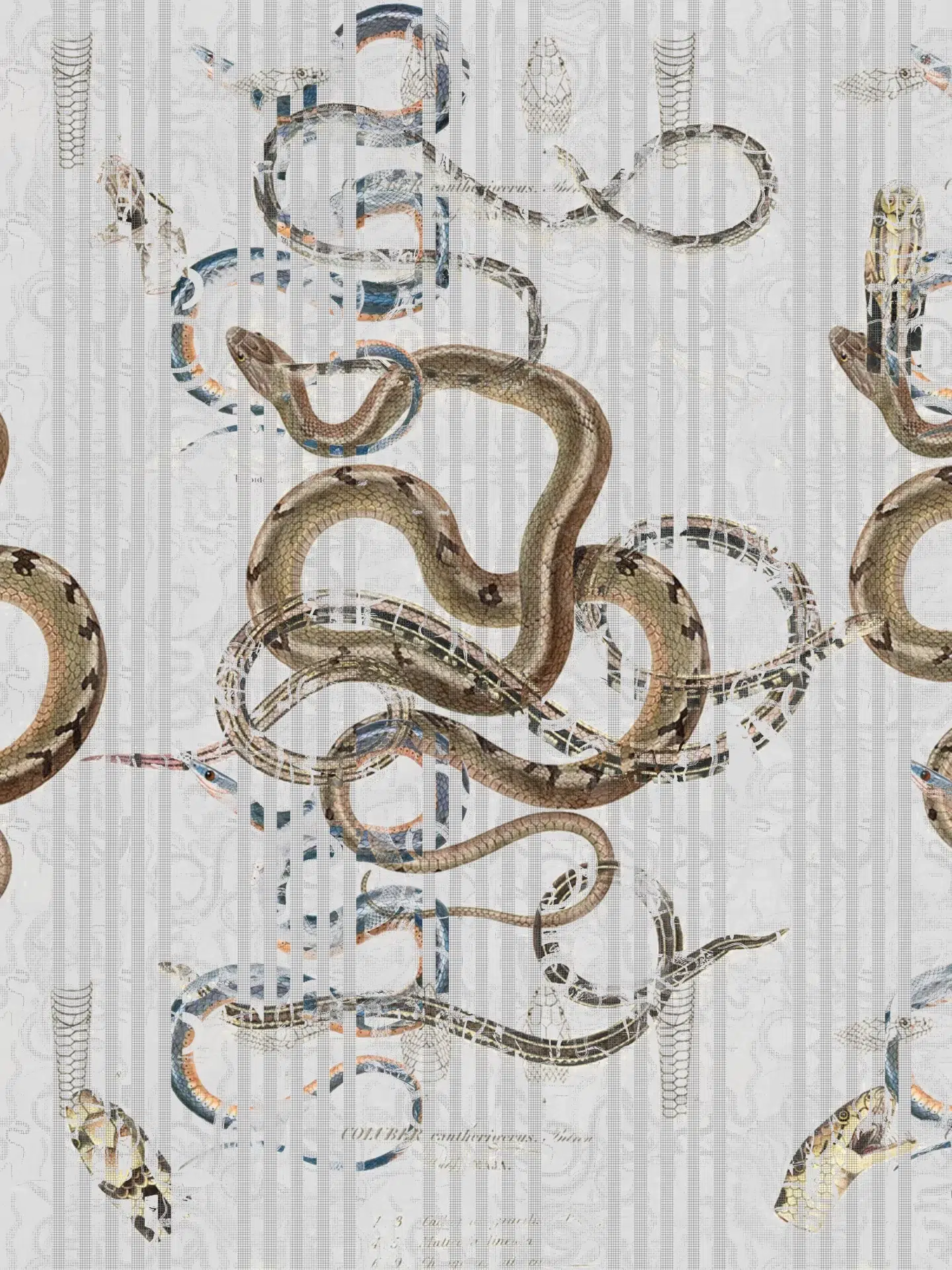 SNAKES1E2F