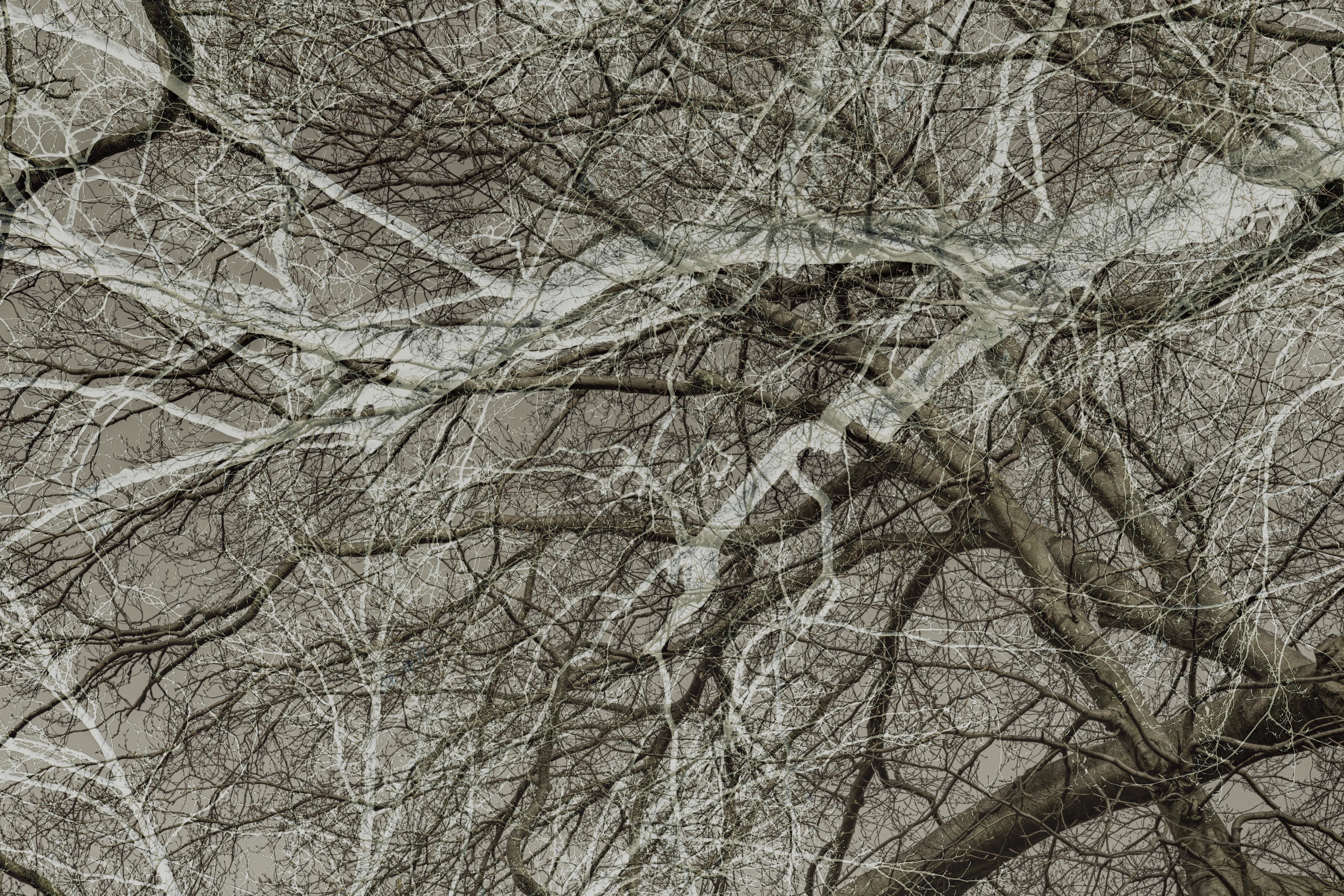 MATTHEW SWARTS A dense network of leafless tree branches intertwine against a gray sky, creating an intricate, abstract pattern reminiscent of contemporary art by artist Matthew Swarts. The bare branches appear tangled and overlapping, evoking complexity and winter stillness.