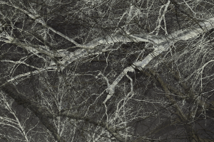 DSC01352F