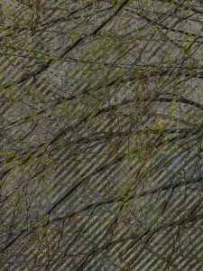 IMG 3497 1DC 1B 01
