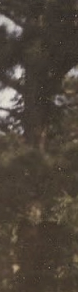 MATTHEW SWARTS A blurry, vertical image in the style of fine art photography, showing a large tree with dark branches and green foliage against a mostly brown background.