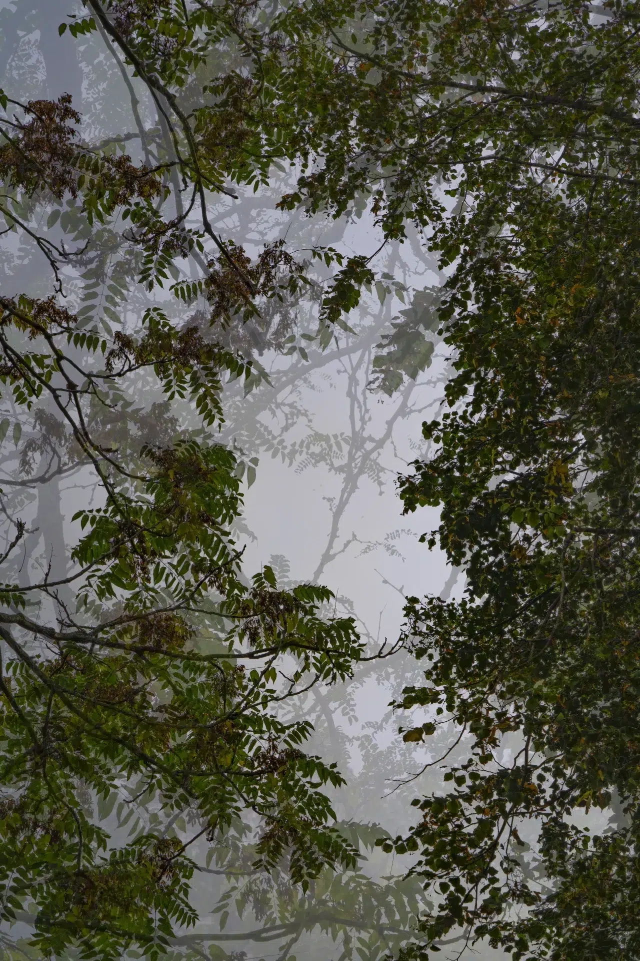 DSC00092 1A