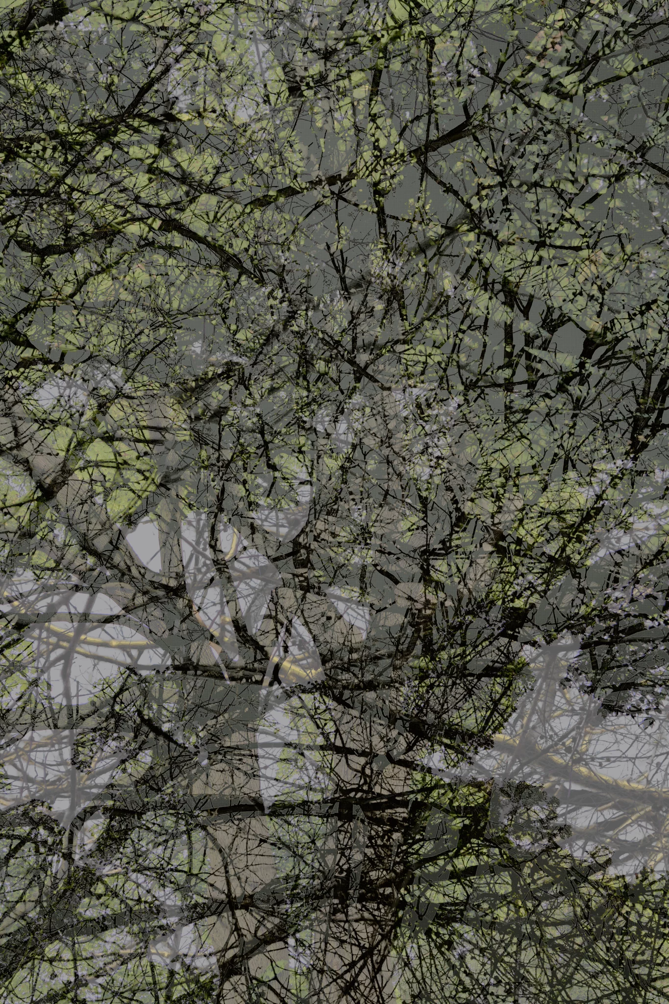 MATTHEW SWARTS Dense network of dark tree branches with small green leaves, overlapping and creating a chaotic, abstract VISUAL pattern against a pale background. The image gives a layered, textured effect reminiscent of artist Matthew Swarts’ style.