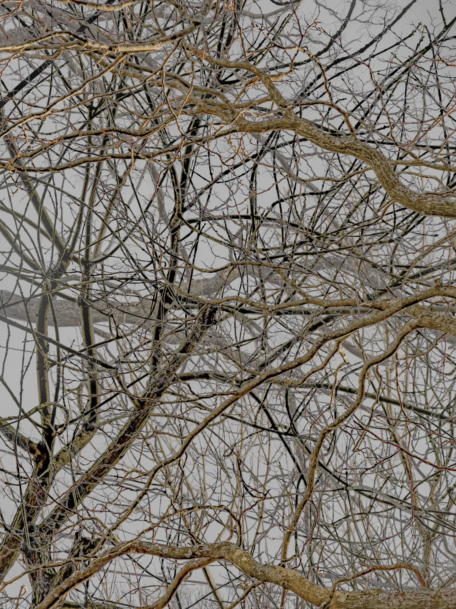 MATTHEW SWARTS A dense network of bare tree branches intertwines against a muted, overcast sky, creating an intricate, web-like pattern with no leaves present—an evocative scene reminiscent of ART PHOTOGRAPHY by Matthew Swarts.