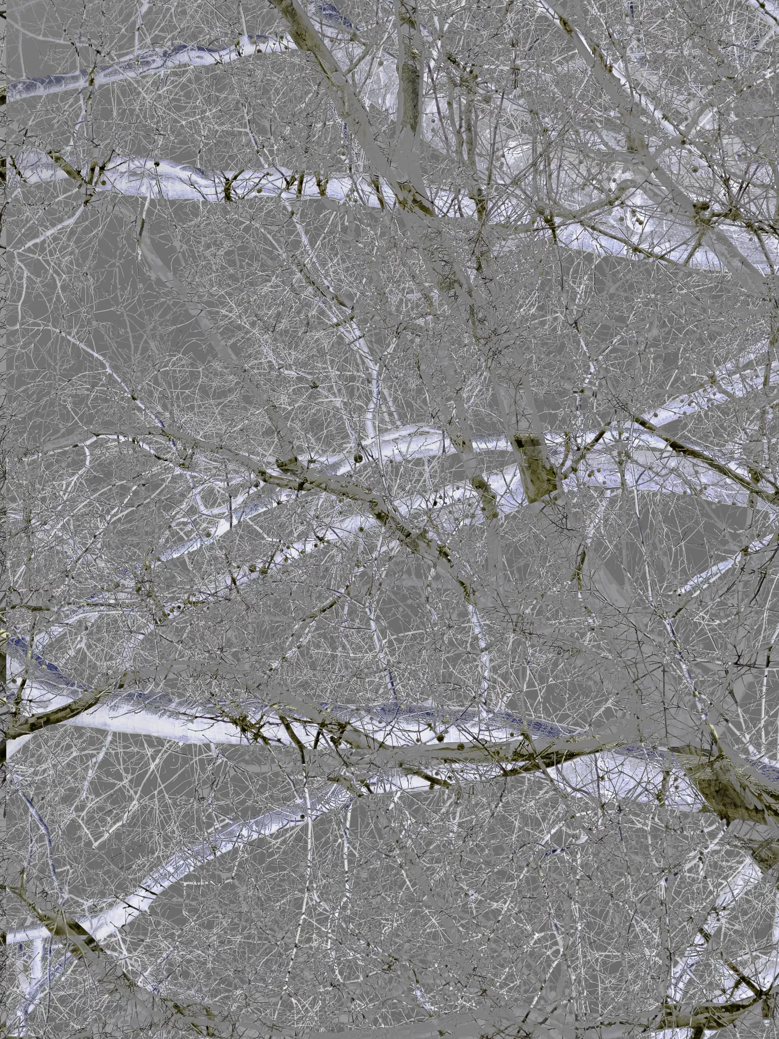 MATTHEW SWARTS A dense network of leafless tree branches appears in a high-contrast, negative-style image by Matthew Swarts. This contemporary photography piece features pale, almost white branches against a muted gray sky for an abstract, intricate effect.