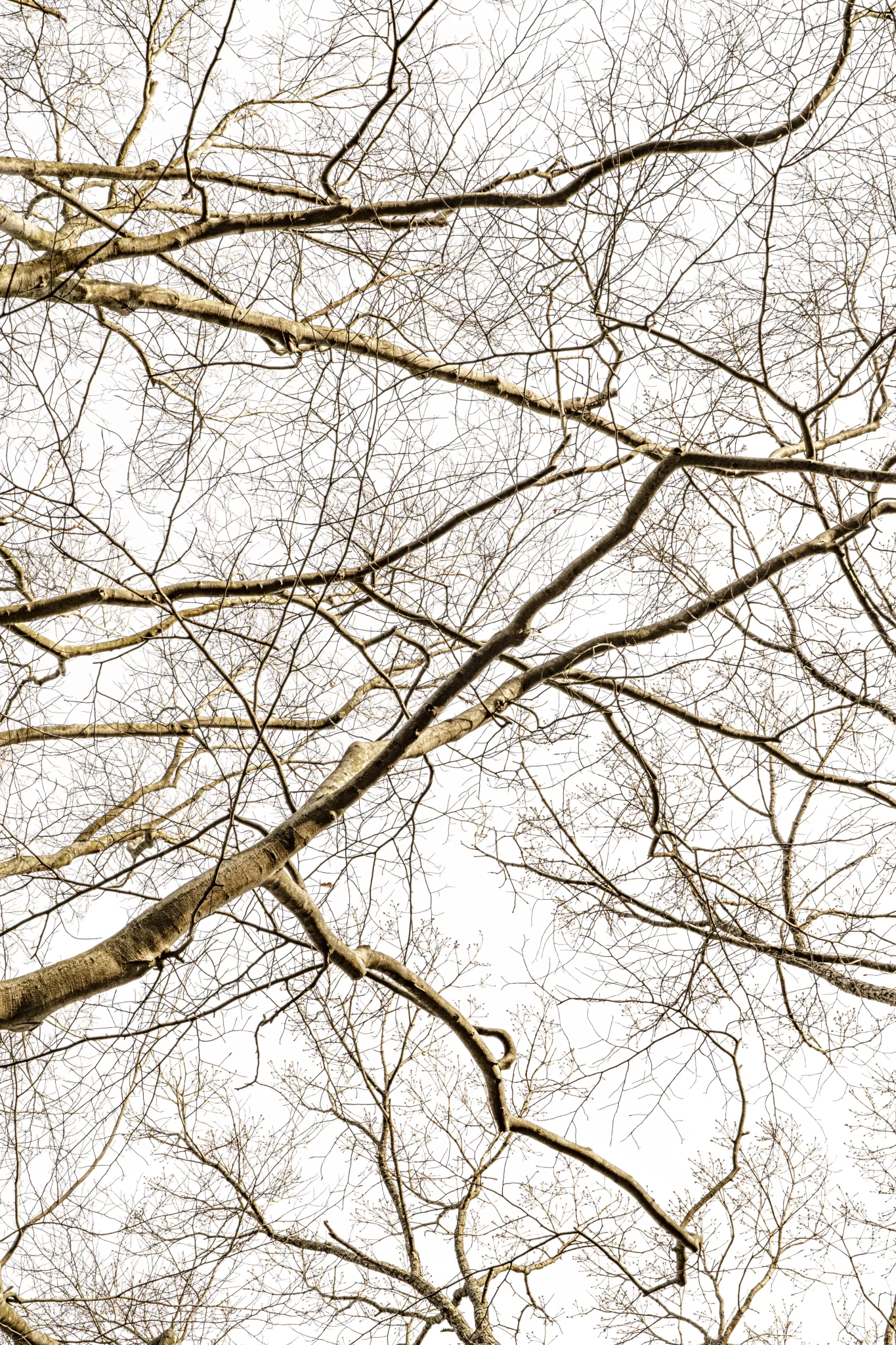 MATTHEW SWARTS Bare tree branches crisscross against a pale, overcast sky, creating a contemporary, web-like pattern reminiscent of minimalist art—no leaves are visible, giving the image a stark and modern winter appearance.