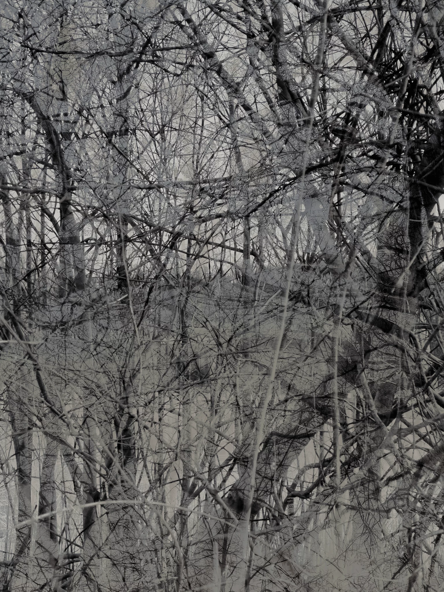 MATTHEW SWARTS A dense tangle of bare tree branches in a wintry forest, with a muted gray and brown color palette creating a stark, intricate pattern—an evocative example of contemporary photography influenced by Matthew Swarts. The background is obscured by overlapping branches.