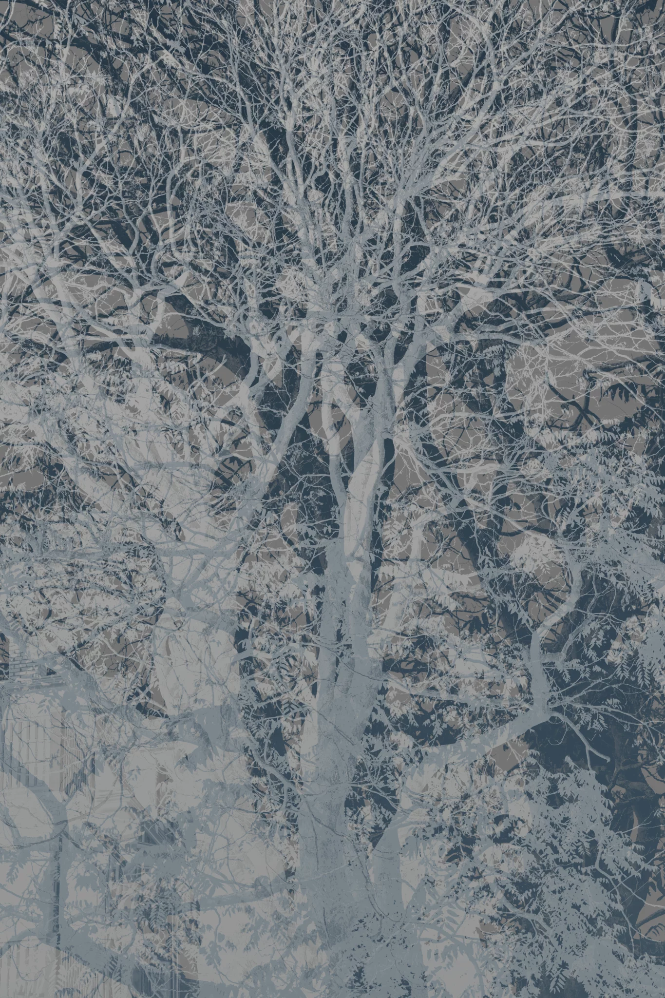 MATTHEW SWARTS An artistic, high-contrast VISUAL of a tree with bare, twisting branches, layered with overlapping translucent patterns and geometric shapes in muted blue and gray tones.