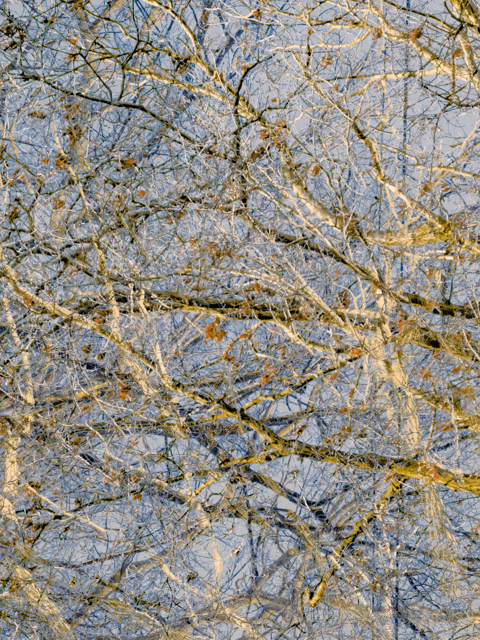 MATTHEW SWARTS A dense network of bare tree branches with a few remaining brown leaves against a pale sky, creating an intricate, overlapping pattern reminiscent of contemporary artist Matthew Swarts’ evocative visual style.