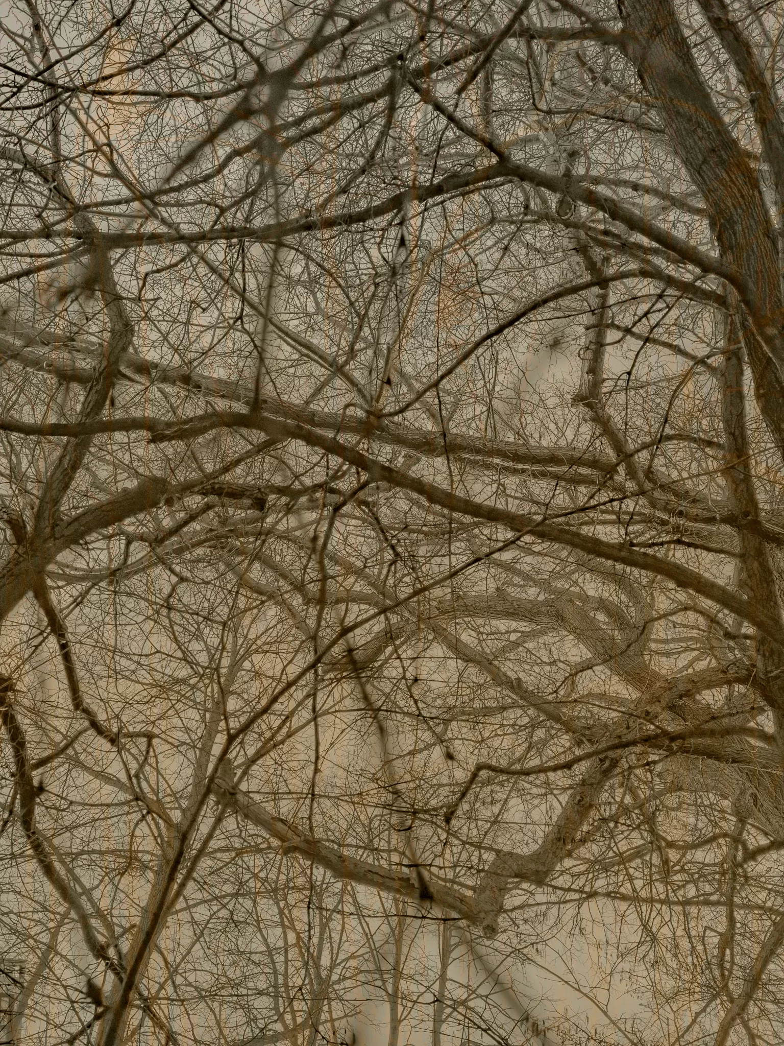 MATTHEW SWARTS A dense network of bare tree branches crisscrosses against a muted, cloudy sky, creating an intricate, web-like pattern with no leaves visible. The overall tone is subdued and earthy, embodying the spirit of contemporary art.
