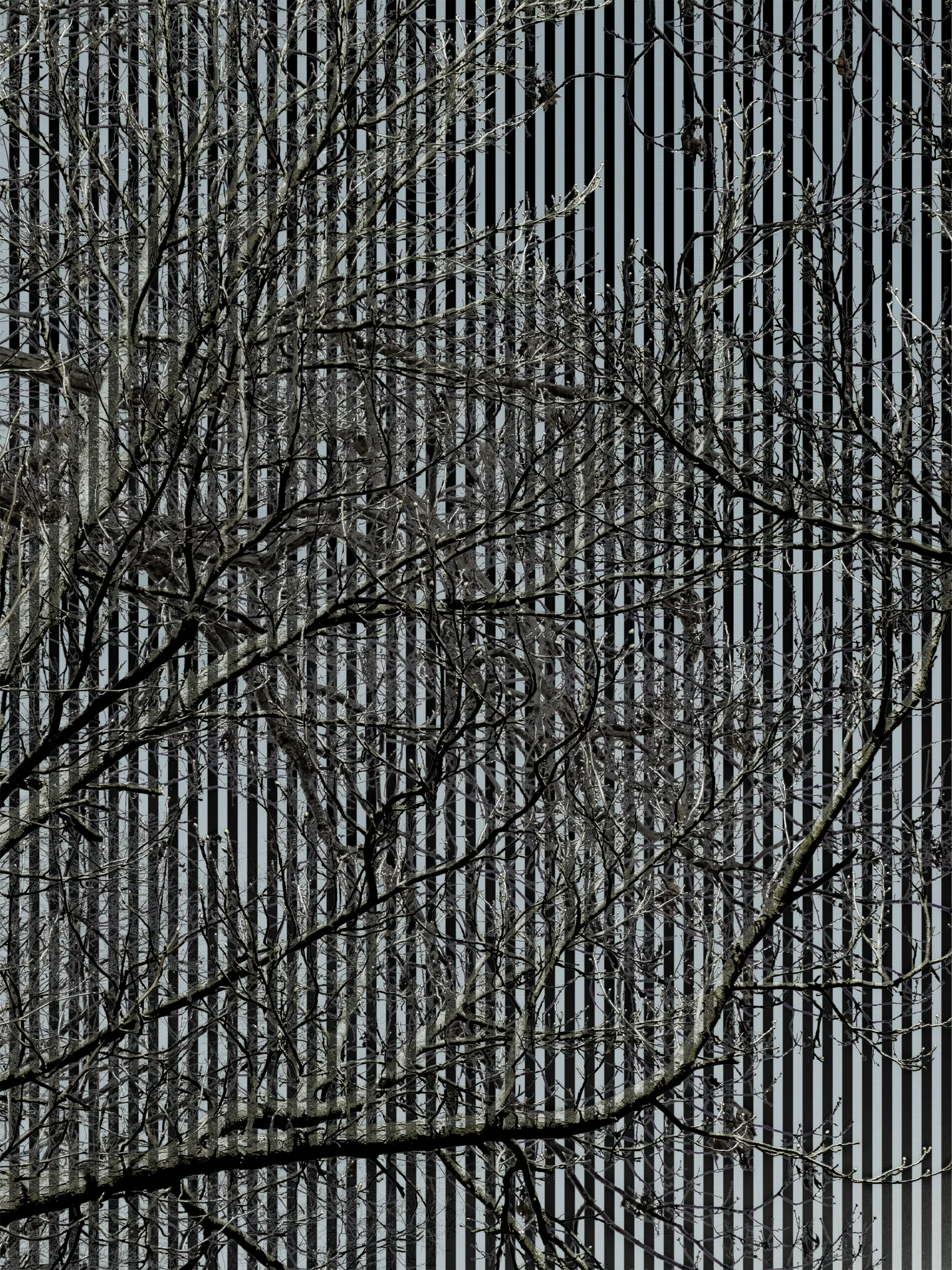 MATTHEW SWARTS Thin, leafless tree branches crisscross in front of vertical black and light blue stripes, creating a layered, abstract effect. This visually striking composition evokes the style of contemporary art against a sky-filled backdrop.