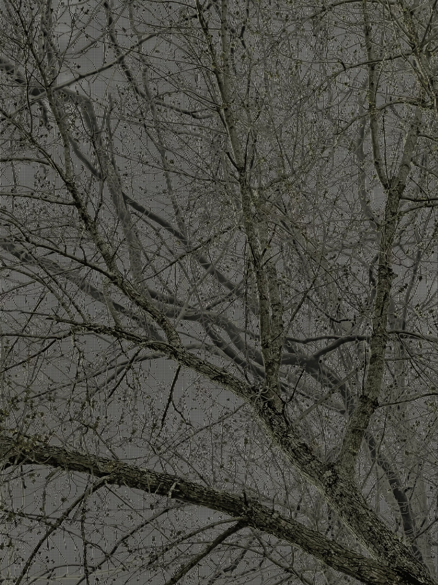 MATTHEW SWARTS A striking example of photography, this image captures a tree with bare branches silhouetted against a muted, cloudy sky. The intricate network of limbs forms a dense visual pattern, showcasing the artist's eye for texture and detail.