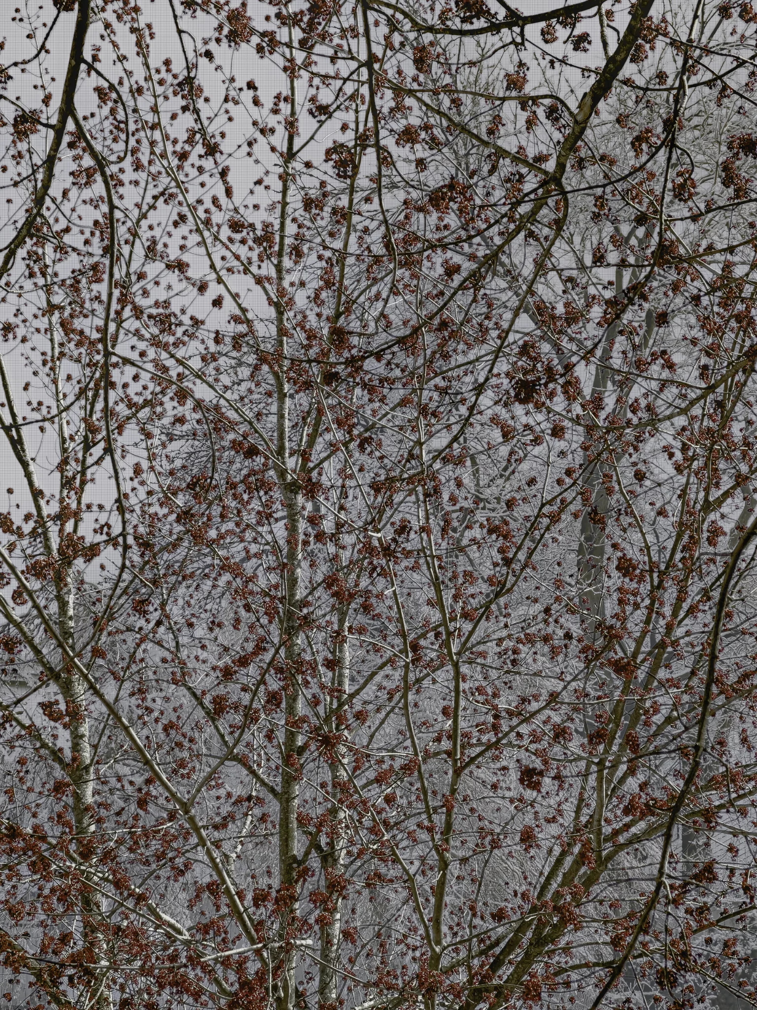MATTHEW SWARTS Thin tree branches with clusters of small red berries create a VISUAL tapestry against gray mesh netting and a foggy, wintery forest. The scene appears dense and textured, evoking a sense of contemporary art through its intertwined forms.