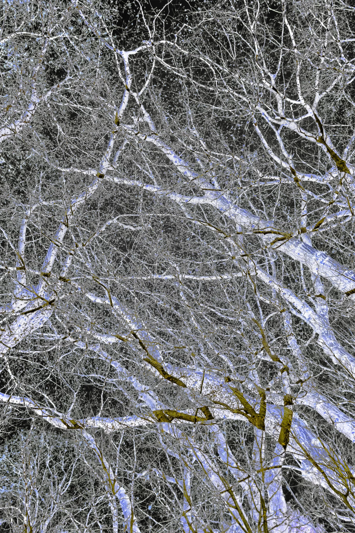 MATTHEW SWARTS A dense network of bare, interwoven tree branches with a high-contrast, inverted color effect, created by contemporary artist Matthew Swarts, making the branches appear light with hints of blue against a dark background.