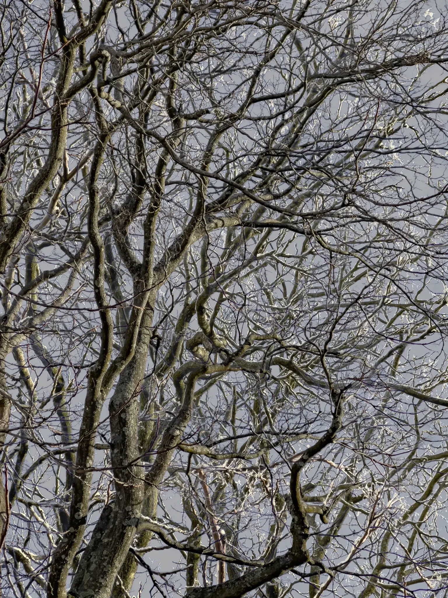 MATTHEW SWARTS A close-up view of leafless tree branches against a gray sky, with small patches of snow or ice clinging to the twigs—an intricate pattern that highlights the artistry of contemporary photography.