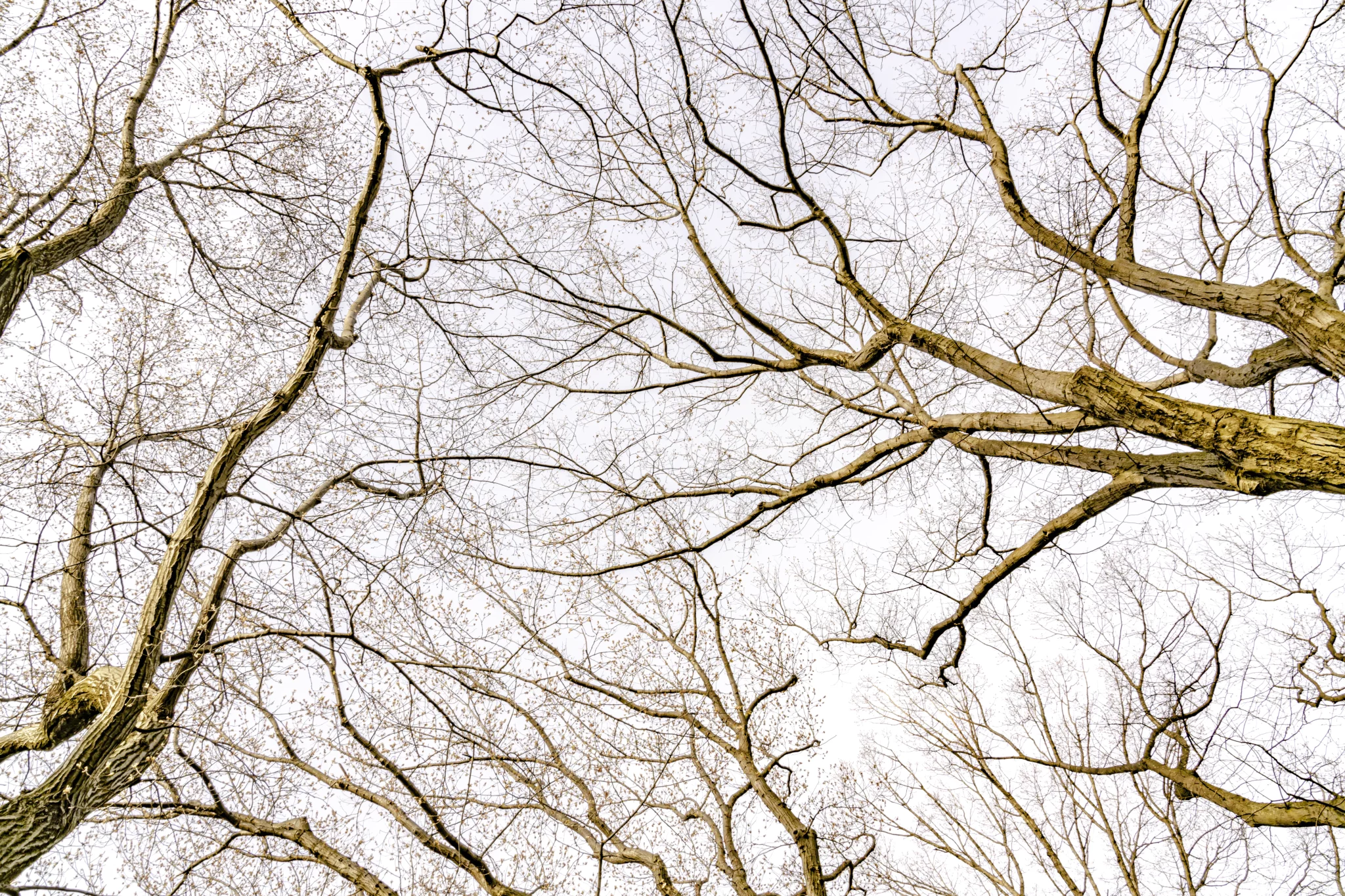 MATTHEW SWARTS Bare tree branches stretch across the sky, intertwining and creating an intricate visual pattern against a pale, overcast background, evoking a sense of winter or early spring—perfect inspiration for photography or any artist.