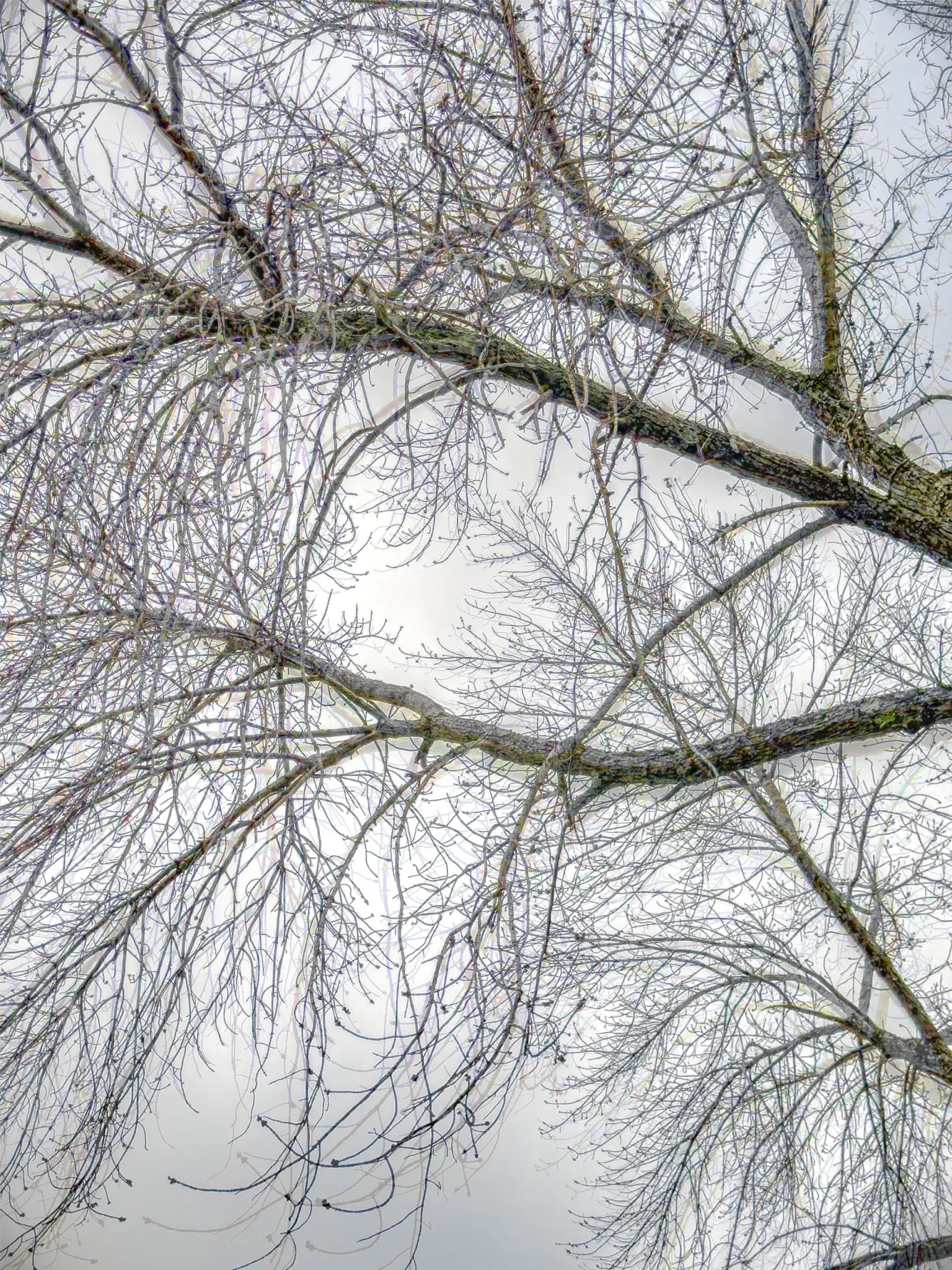 MATTHEW SWARTS Bare tree branches stretch across a cloudy, pale sky, creating intricate patterns with their thin twigs and textured bark—a contemporary visual art display shaped by nature.