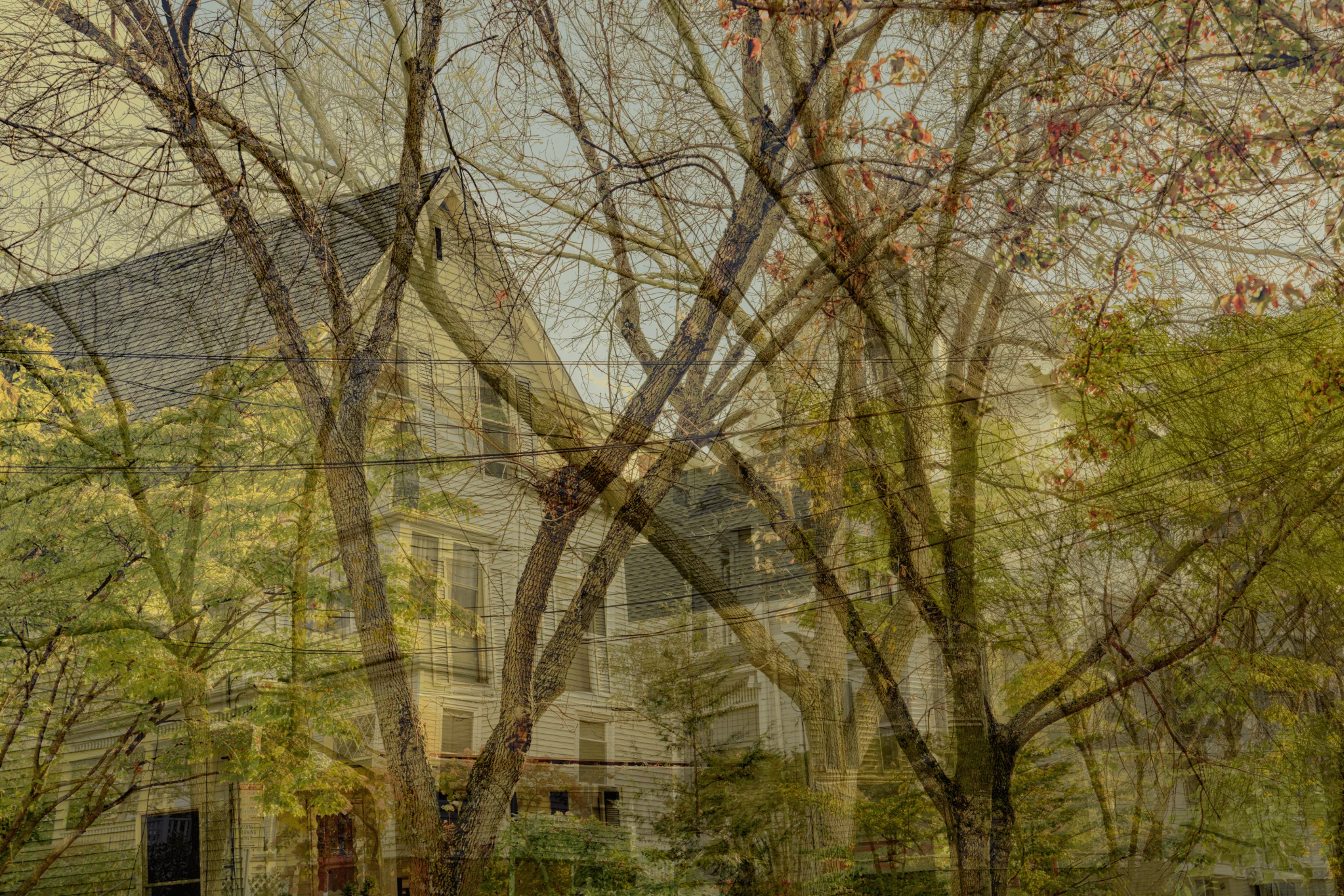 MATTHEW SWARTS A tall, light-colored house with a steep roof is partially obscured by many trees with thin branches and sparse leaves in early autumn, creating a layered, textured visual effect reminiscent of Matthew Swarts' art.