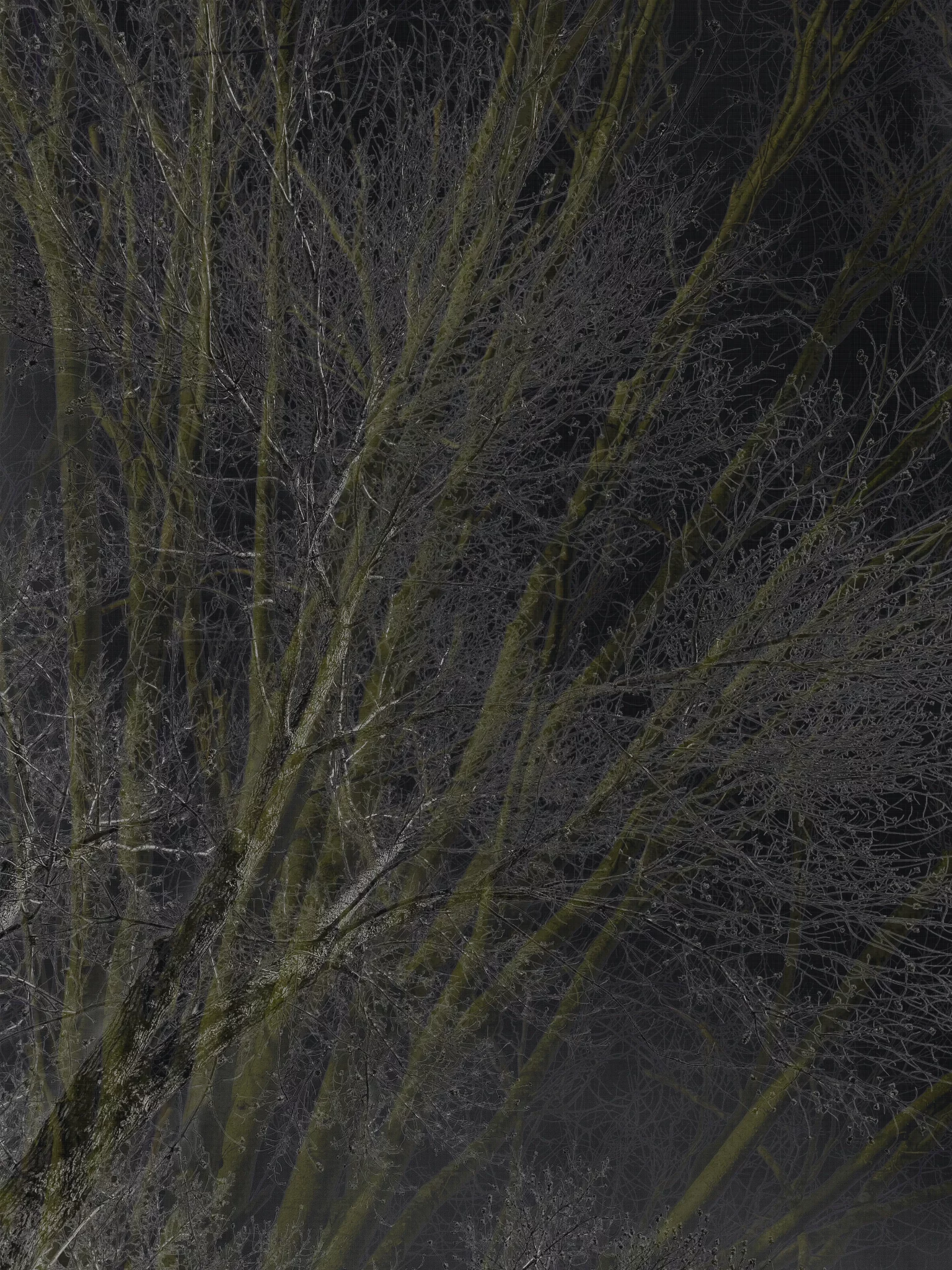 MATTHEW SWARTS Bare tree branches extend across a dark background in this MATTHEW SWARTS photography, with intricate, intertwining twigs forming a web-like, abstract pattern. The golden-brown limbs stand out, revealing a contemporary and striking visual composition.