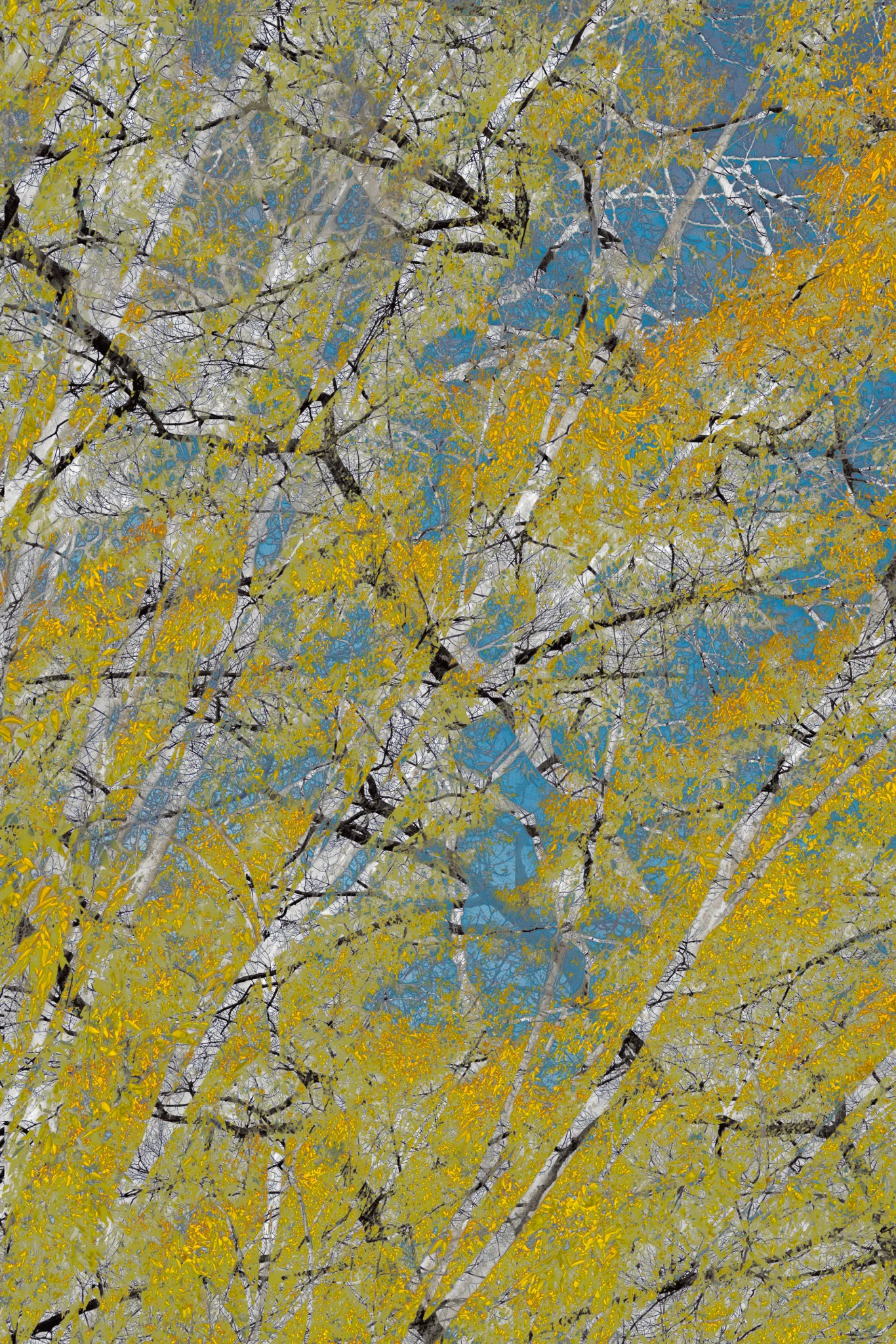MATTHEW SWARTS Tree branches with yellowish leaves crisscross against a blue sky, creating a dense, textured pattern. Sunlight filters through the foliage, giving this VISUAL scene a vibrant, autumnal feel that captures the essence of contemporary photography.