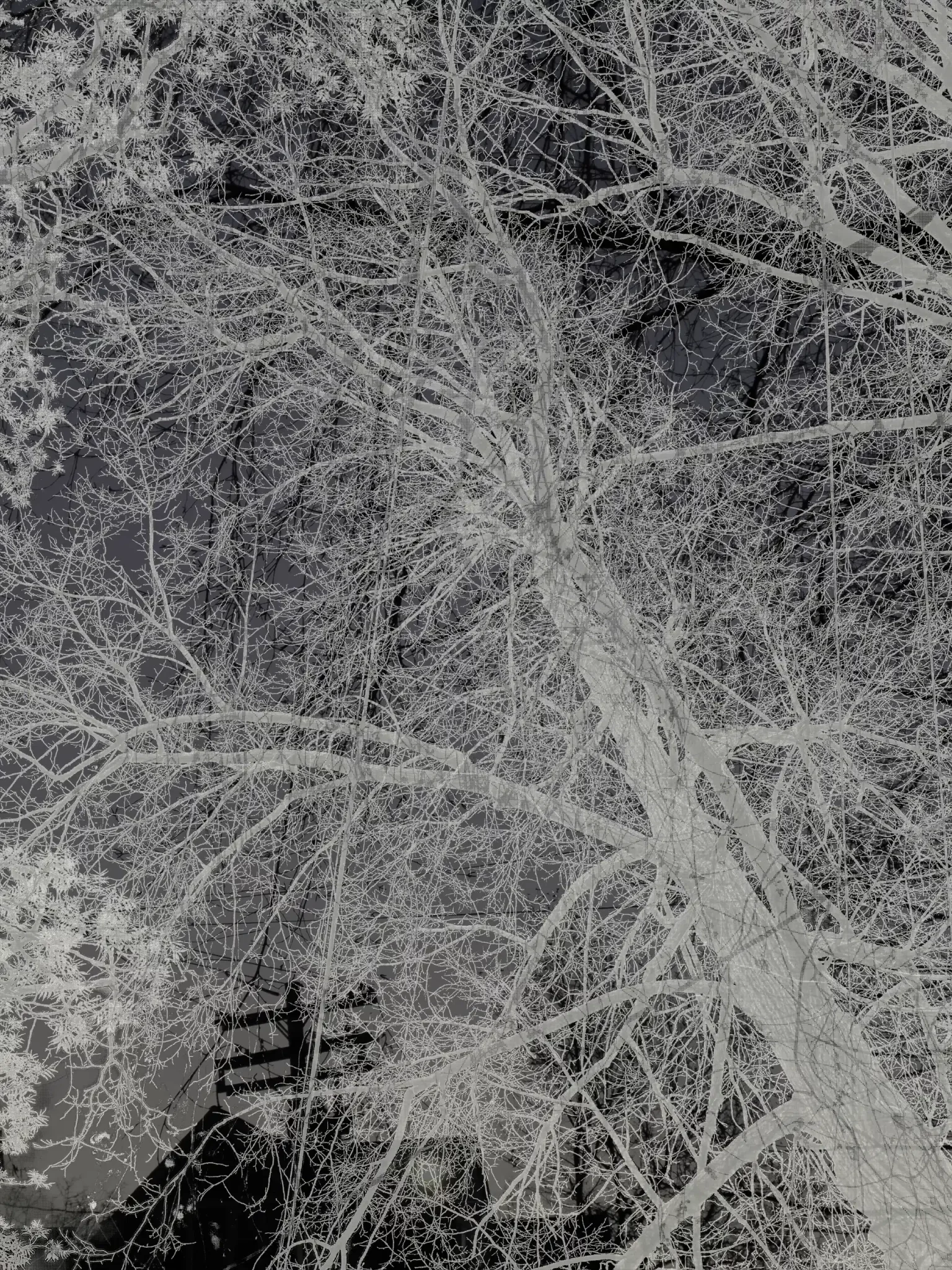 MATTHEW SWARTS Black and white negative image by visual artist MATTHEW SWARTS: leafless tree branches appear white against a dark sky, with utility poles and power lines faintly visible in the background.