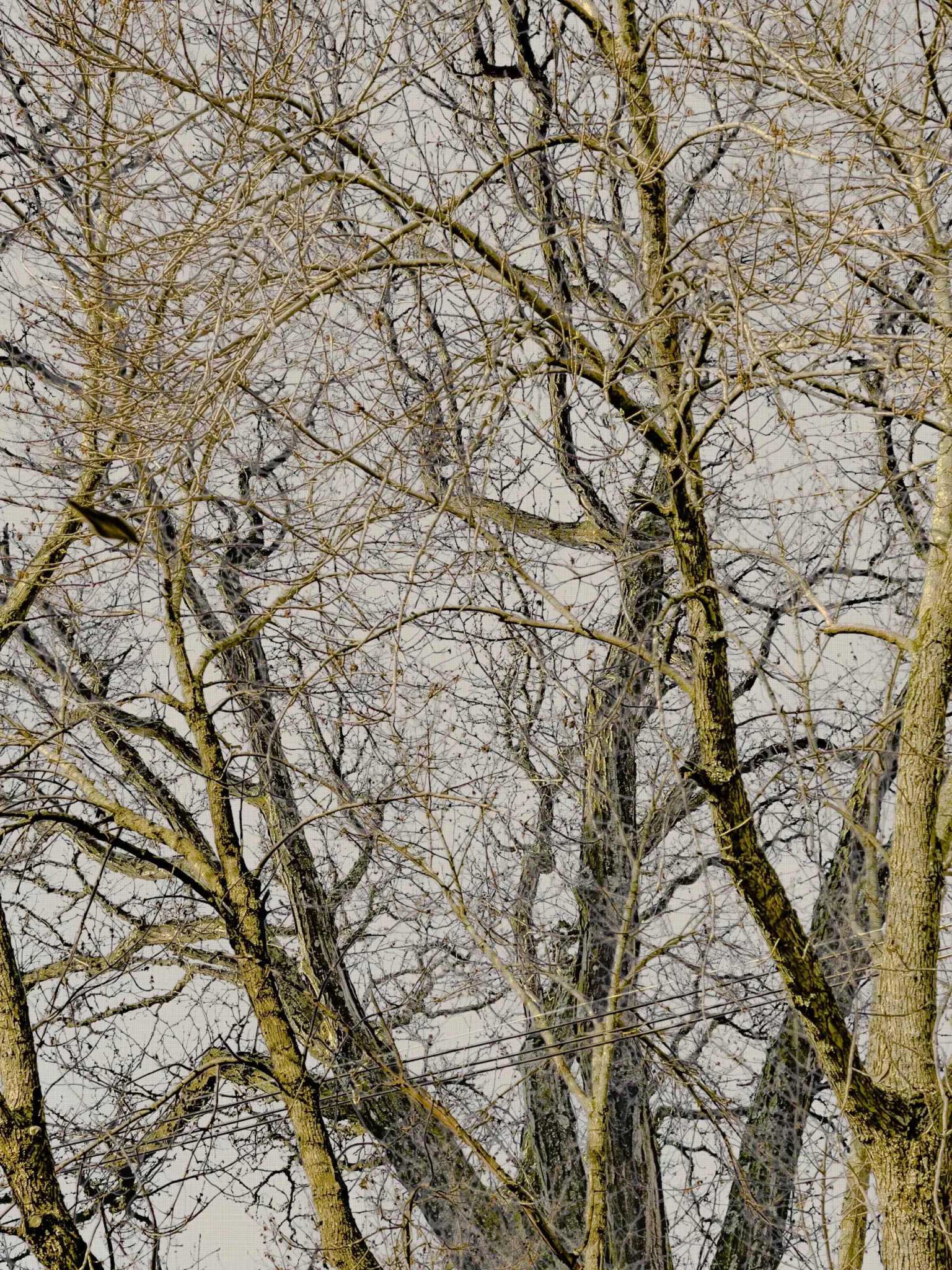 MATTHEW SWARTS Leafless tree branches crisscross against a pale, overcast sky, creating a detailed, intricate pattern of intertwining limbs in a winter or early spring scene—an evocative moment captured by artist Matthew Swarts in his photography.