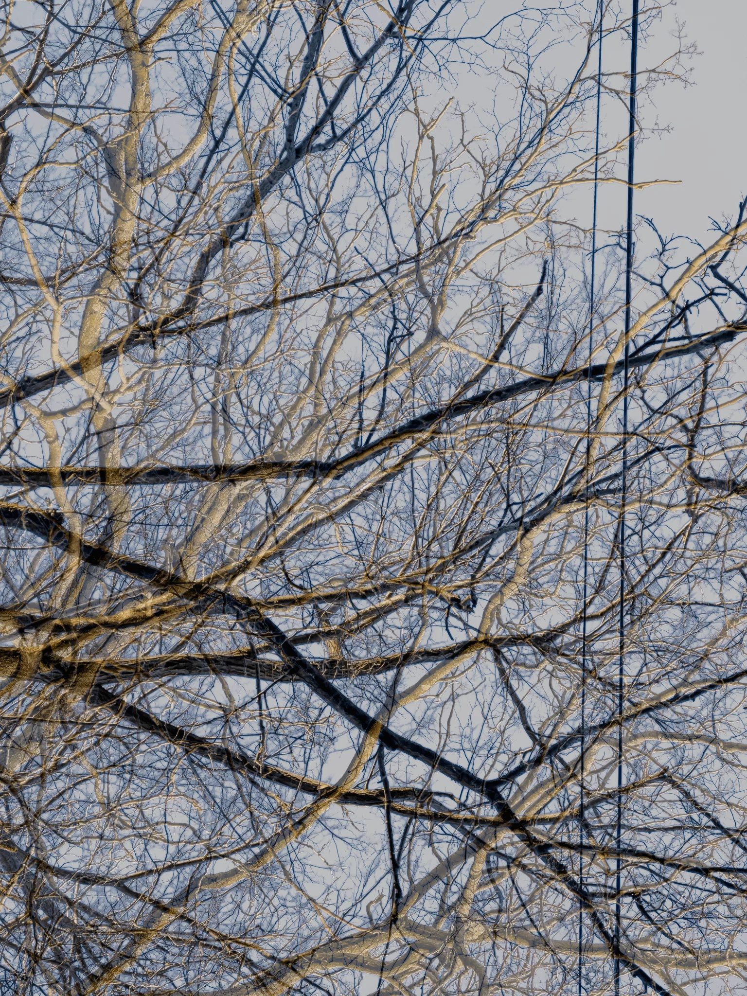 MATTHEW SWARTS Bare tree branches and intersecting power lines create a complex, crisscrossed pattern against a pale sky, evoking the ART of MATTHEW SWARTS and giving a sense of winter or early spring.