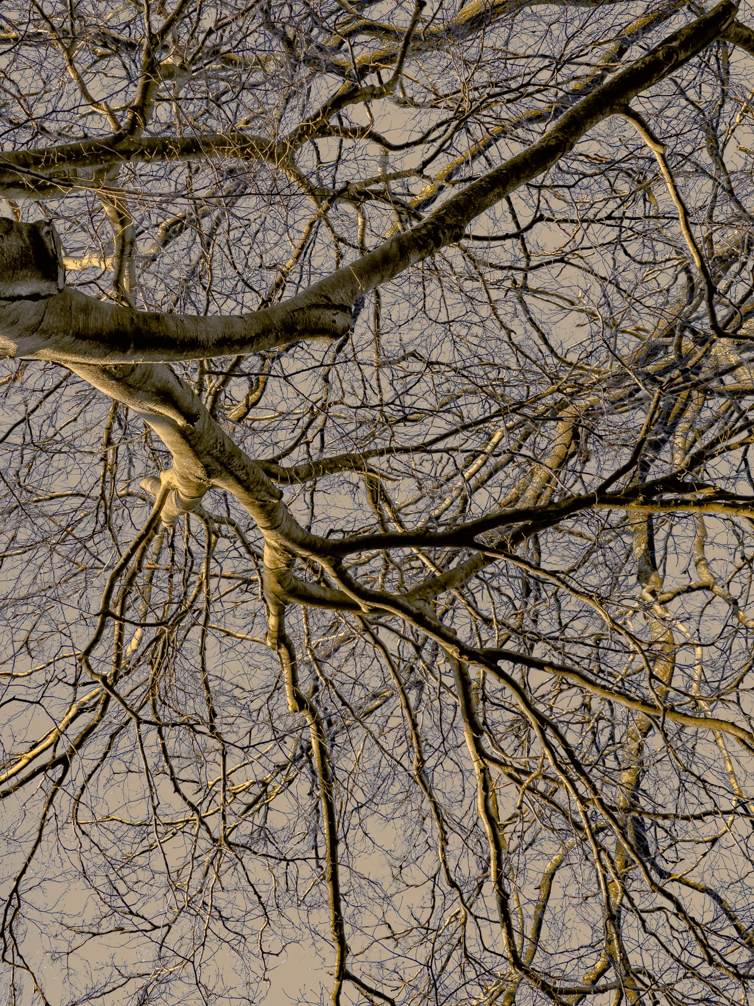 MATTHEW SWARTS A visual composition looking up at the bare branches of a tree against a muted, beige sky. The photography captures tangled, web-like patterns with no leaves visible, highlighting the artistry of nature’s design.