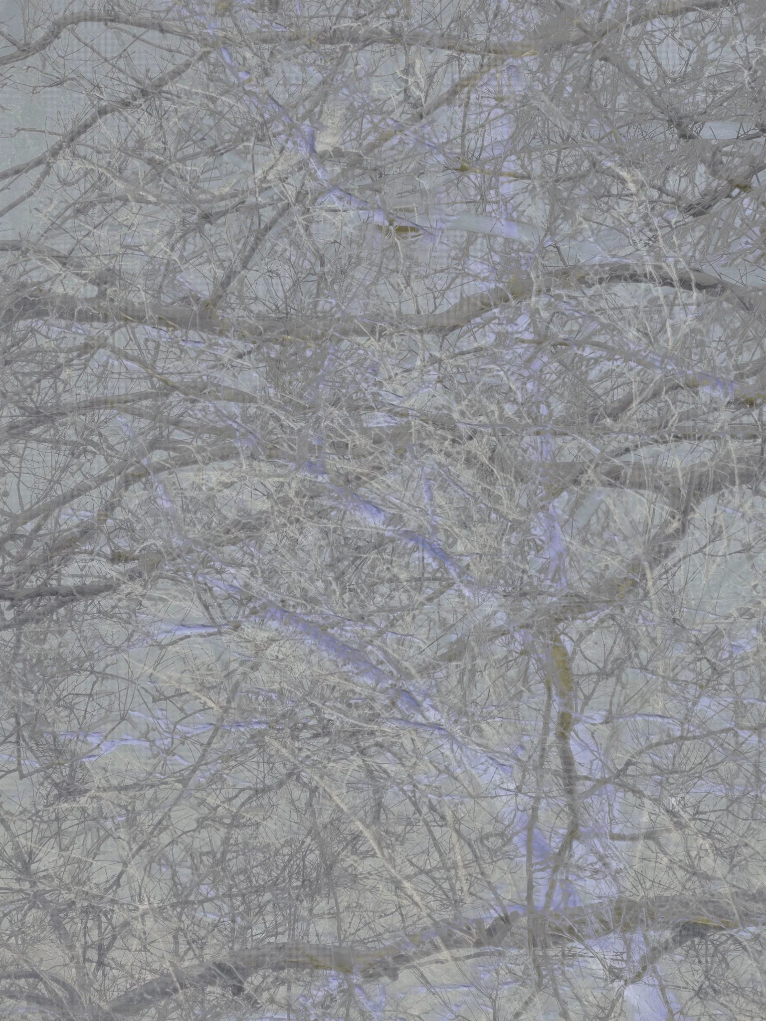 MATTHEW SWARTS A dense tangle of bare tree branches covered in frost creates an intricate, wintry pattern against a pale, cloudy sky. Subtle hints of blue and purple light add a cool, ethereal effect to this striking contemporary visual.