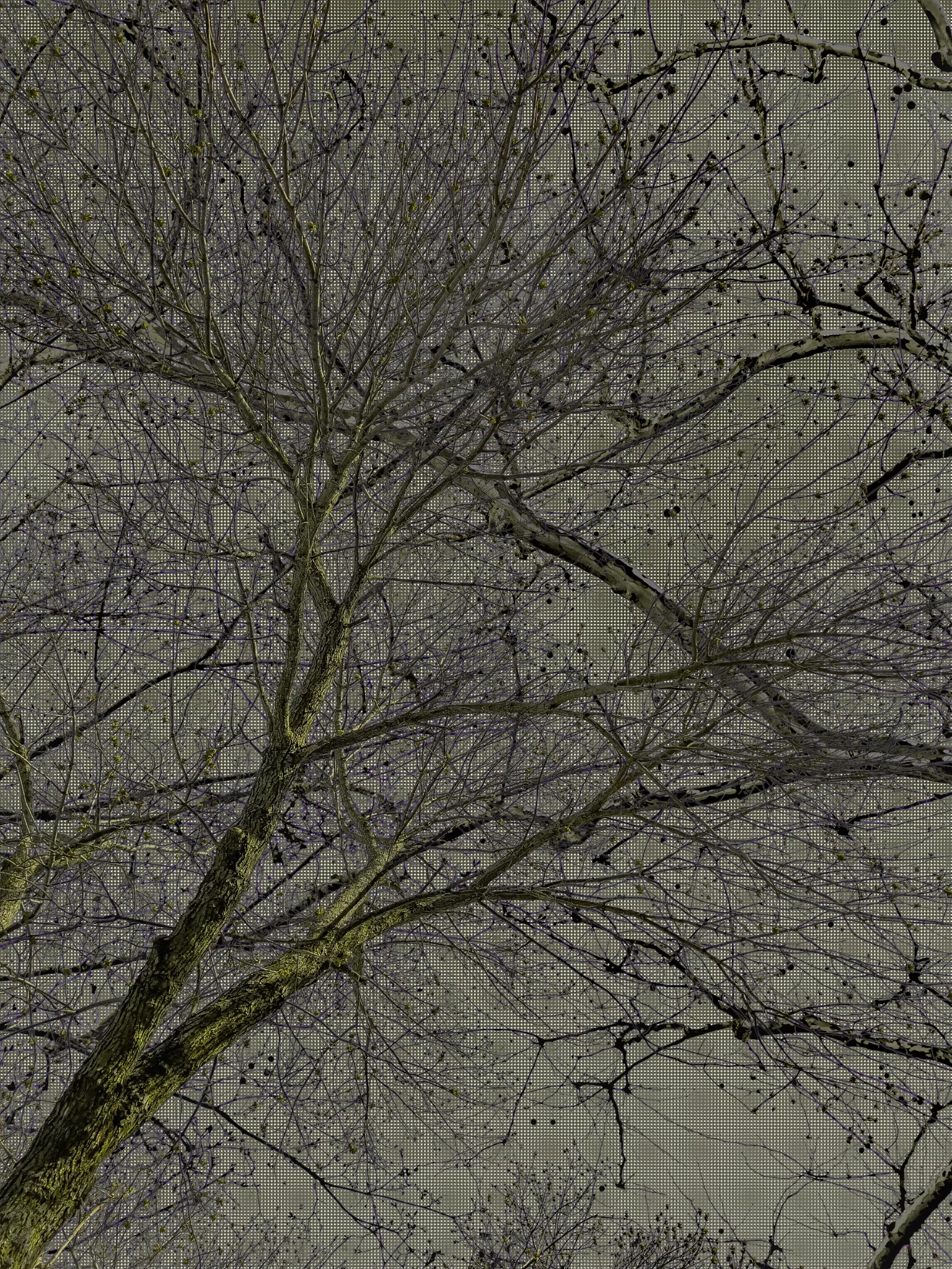 MATTHEW SWARTS Tree branches with no leaves stretch upwards against a textured, patterned background. Small clusters of berries or seed pods hang from twigs, forming an intricate, web-like design that evokes a sense of contemporary visual art.