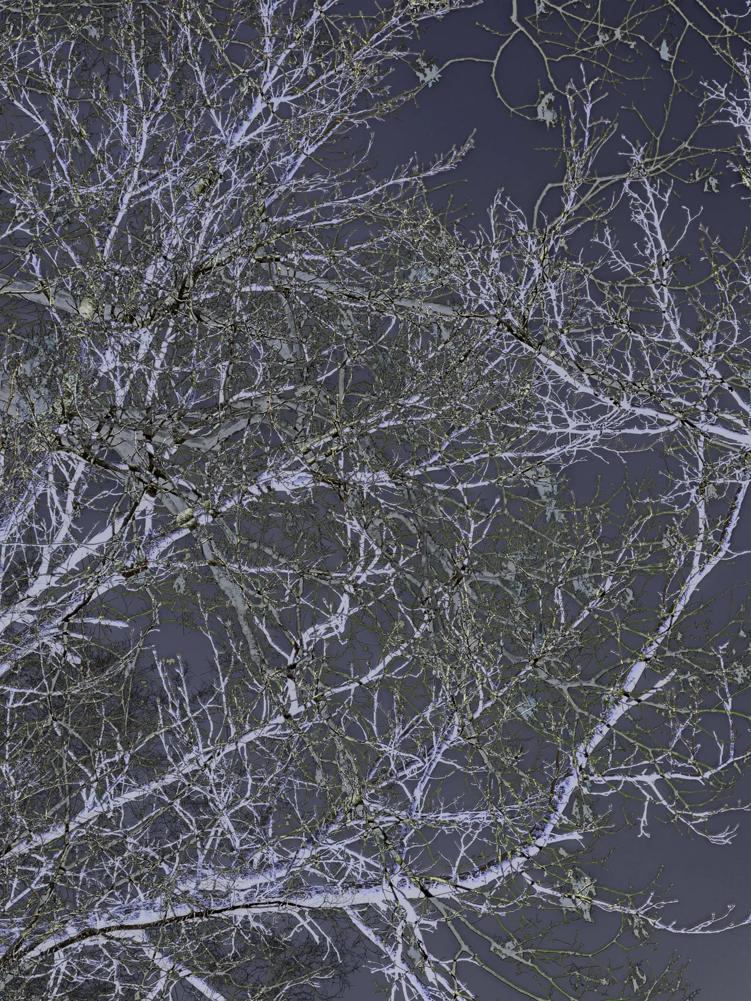 MATTHEW SWARTS Bare tree branches with a frosty, white appearance are set against a dark, moody sky, creating a stark and intricate visual pattern. The image features high-contrast photography with an almost inverted color effect.