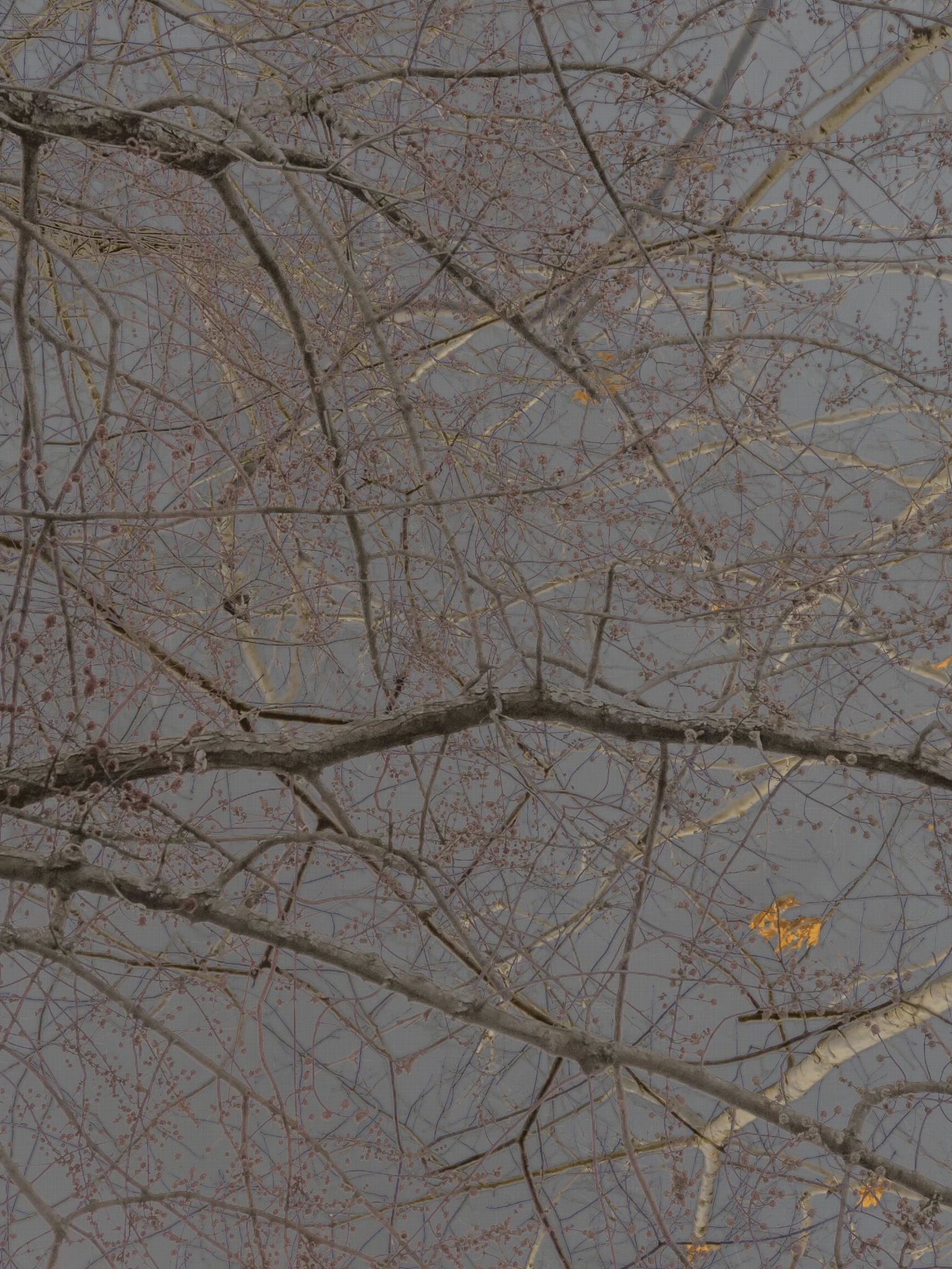 MATTHEW SWARTS Bare tree branches with a few small buds and leaves are silhouetted against a cloudy gray sky, creating an intricate lattice pattern—a striking example of contemporary photography that suggests late winter or early spring.