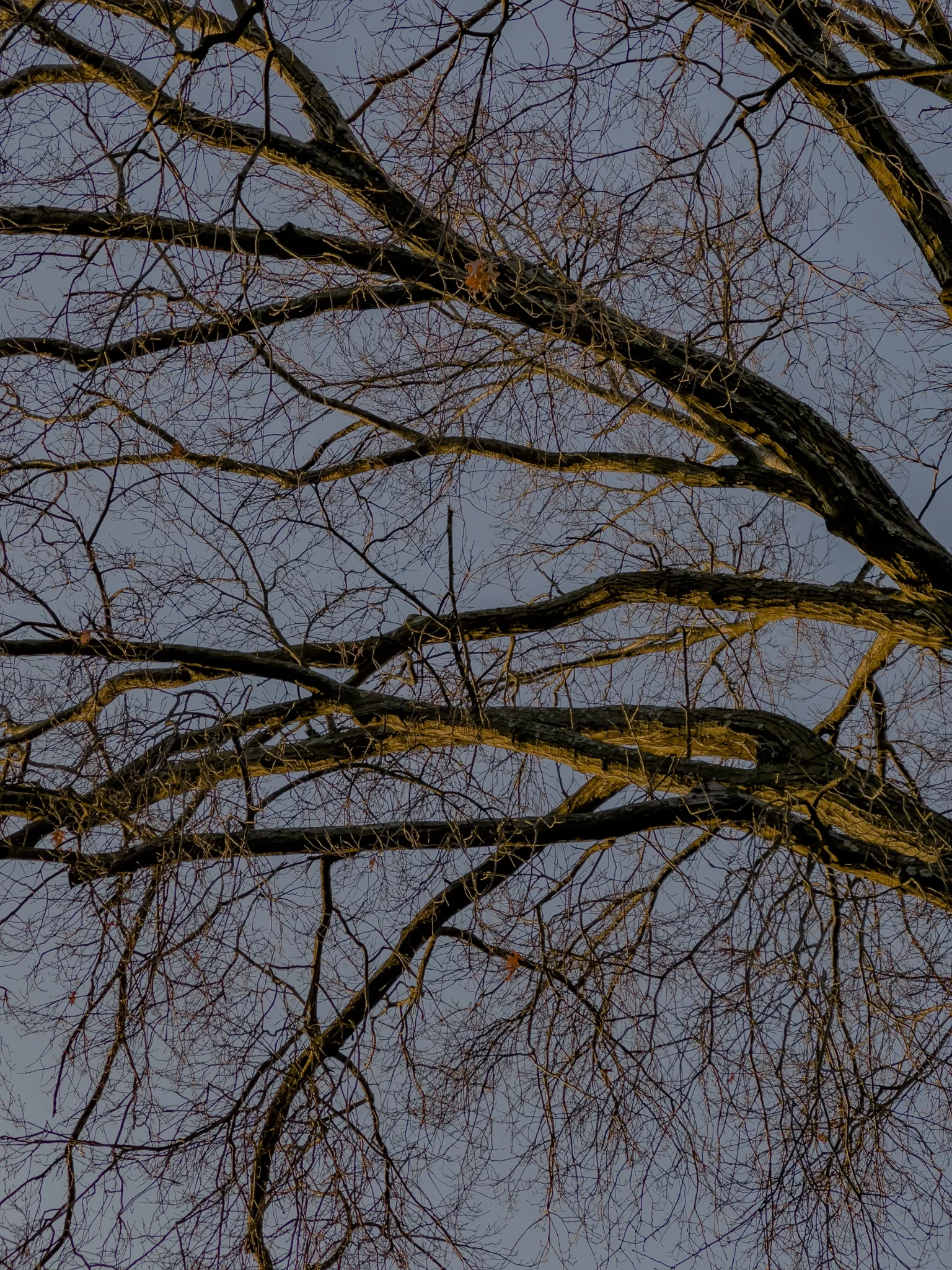 MATTHEW SWARTS Bare tree branches stretch across a grayish blue sky, forming an intricate, web-like pattern. The dramatic lighting and stark contrast evoke a sense of visual artistry, reminiscent of fine photography in the late afternoon or early evening.