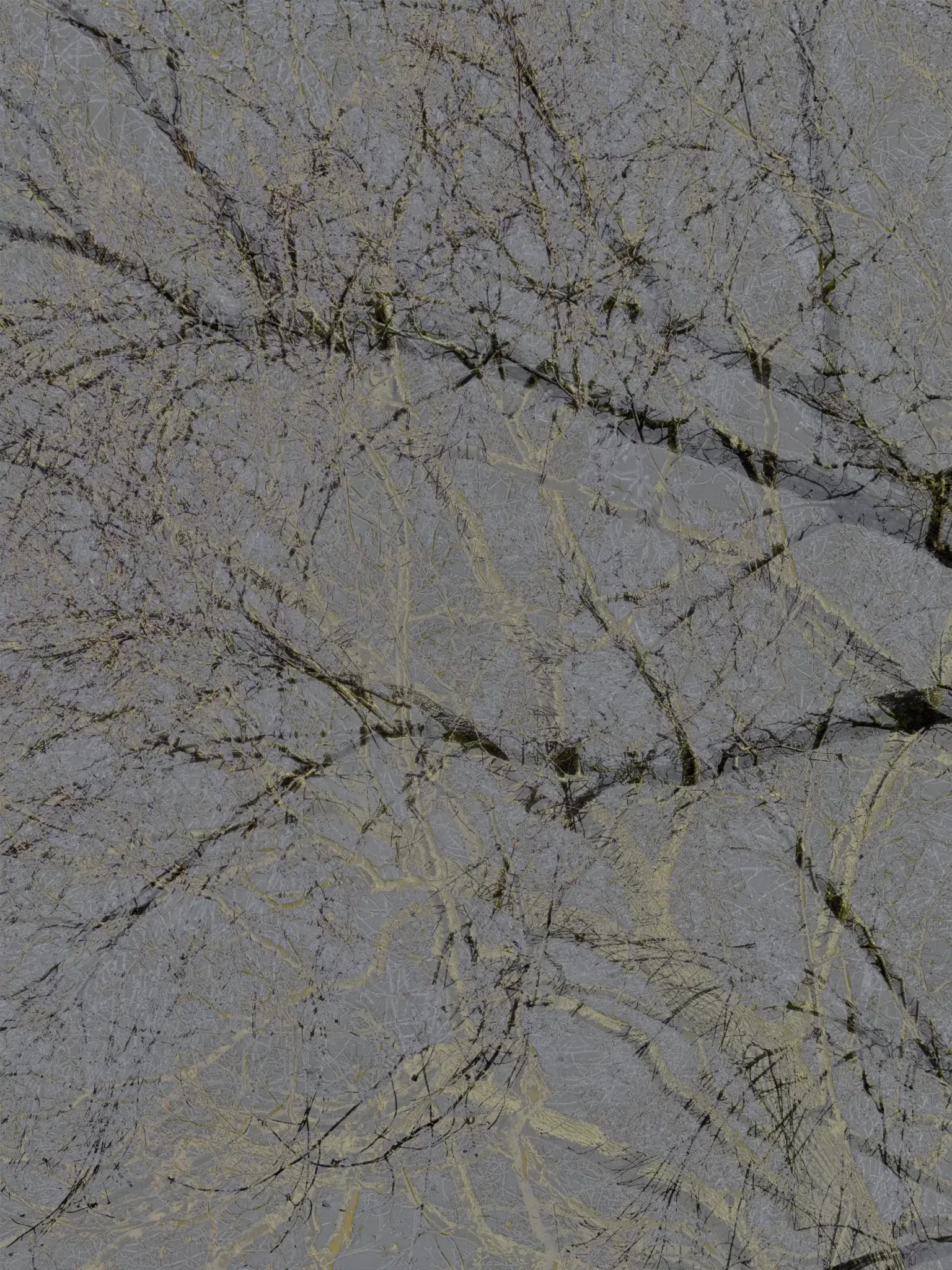 MATTHEW SWARTS A VISUAL network of bare tree branches with a gray, muted background. The tangled, overlapping limbs create an artistic, web-like pattern throughout the image.
