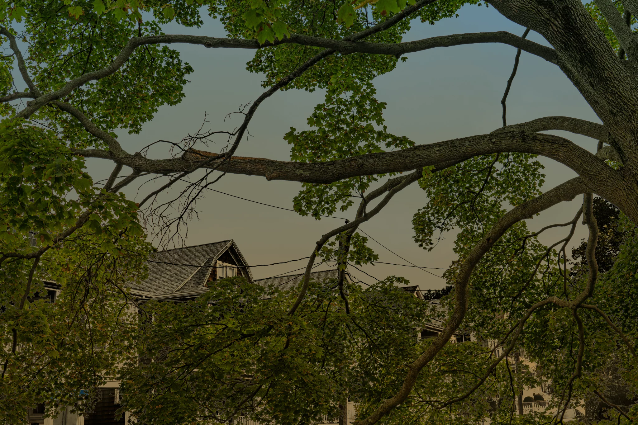 MATTHEW SWARTS Large tree branches with green leaves stretch across the foreground, partially obscuring rooftops and power lines of houses in the background on a clear day—a scene reminiscent of contemporary photography.