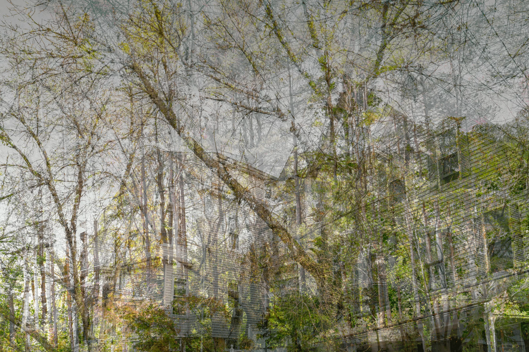 MATTHEW SWARTS A faded, large wooden house by Matthew Swarts is partially obscured by bare branches and early spring foliage, creating a layered, contemporary visual effect that blends the natural with the architectural in a dreamlike scene.
