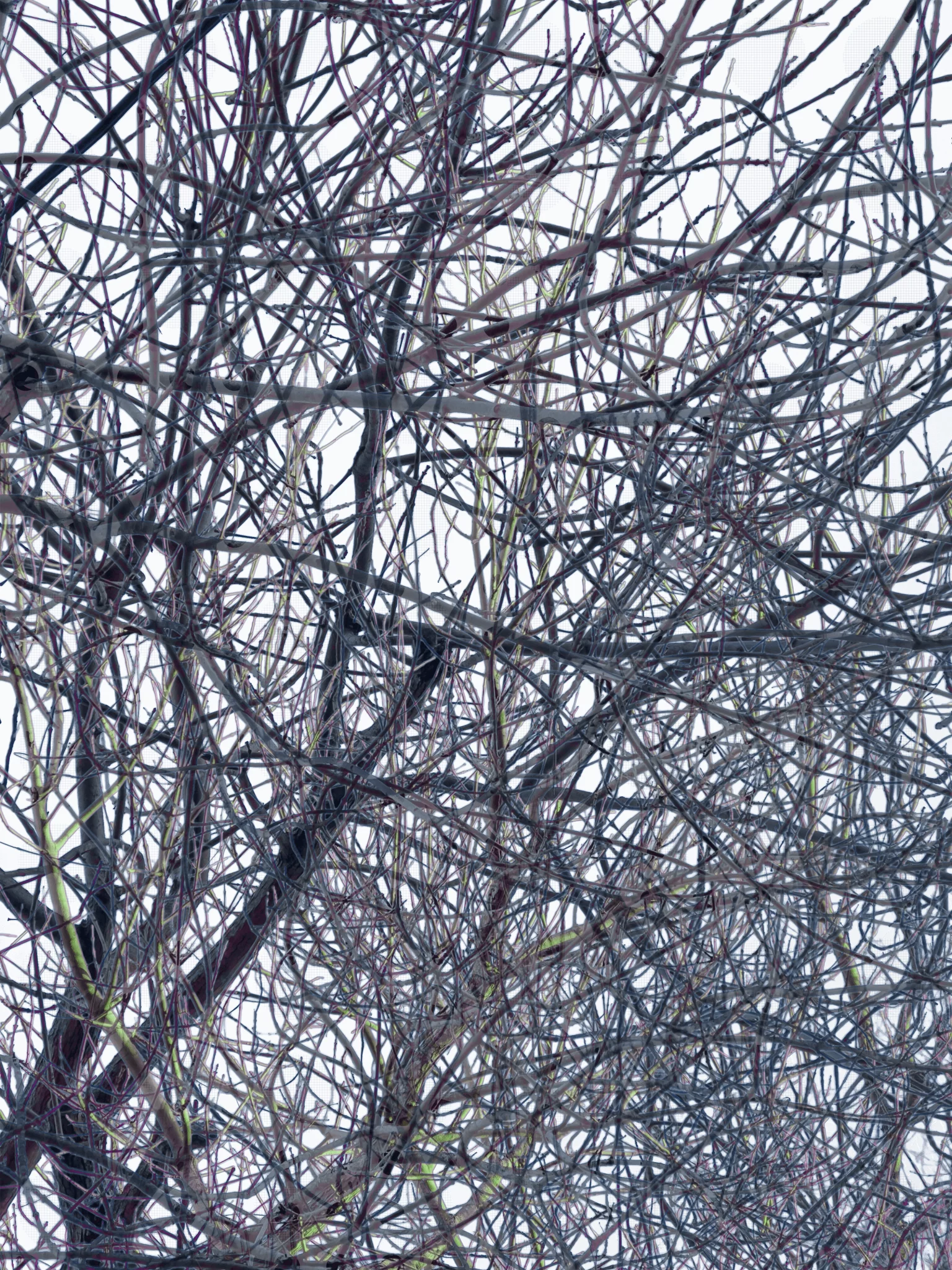 MATTHEW SWARTS A dense network of bare, leafless tree branches overlaps against a pale, cloudy sky, creating an intricate and tangled pattern reminiscent of MATTHEW SWARTS' photography art.
