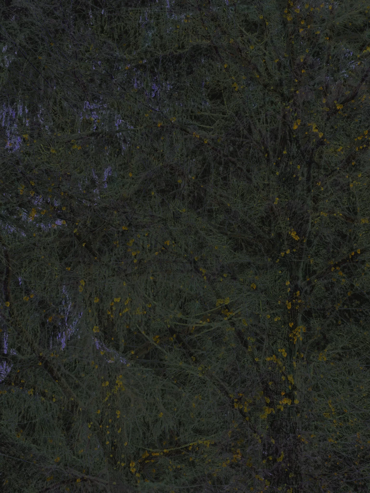 MATTHEW SWARTS Dense green tree branches with thin, needle-like leaves and scattered small yellow flowers create a textured, intricate natural pattern in soft, subdued lighting—reminiscent of MATTHEW SWARTS's art.
